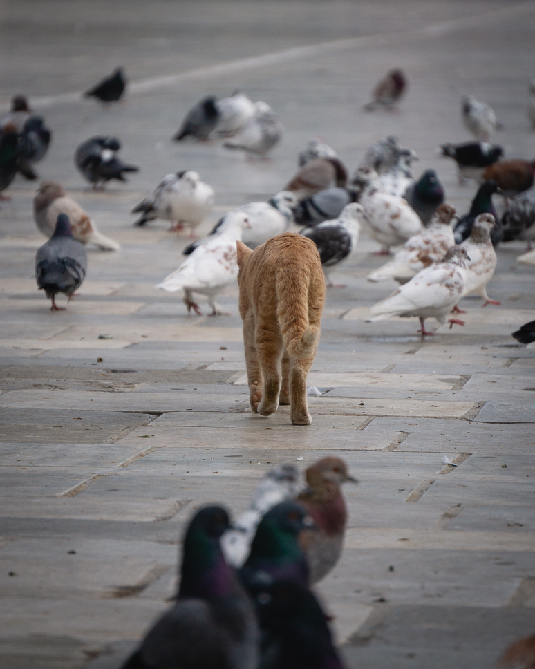 Miaouli Square Cats Pigeons To Do Syros