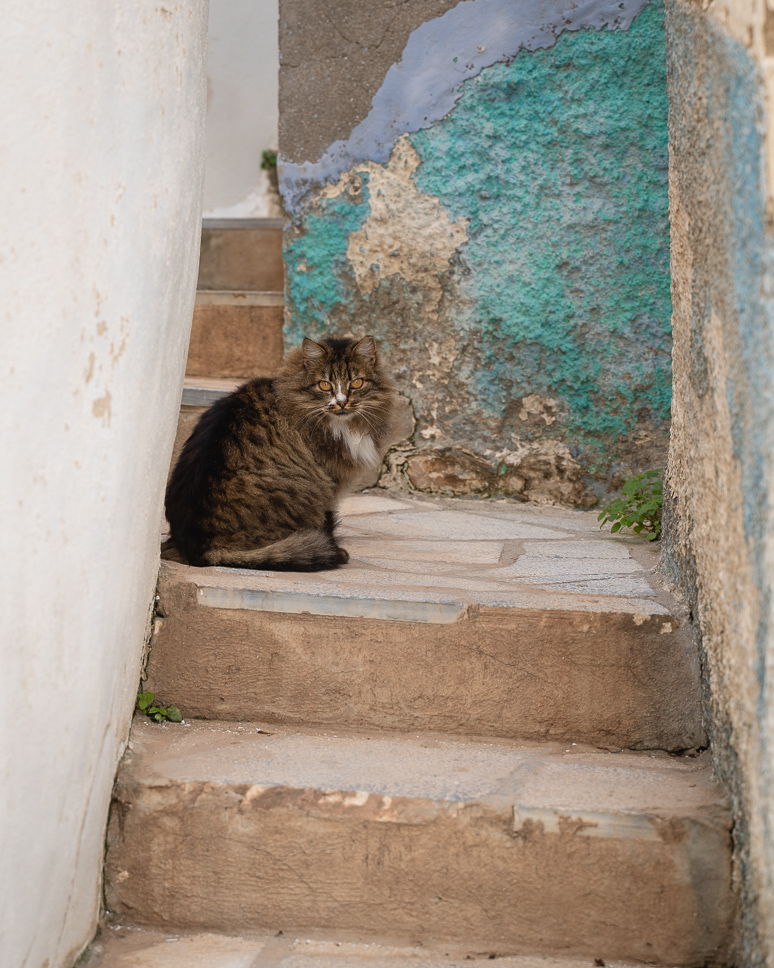 Picture of cat in Ano Syros
