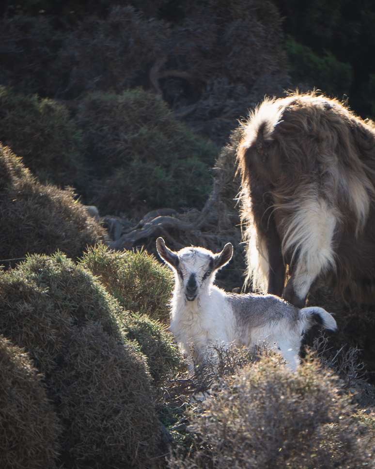 Goats along the hike to Kleftiko Beach in Milos