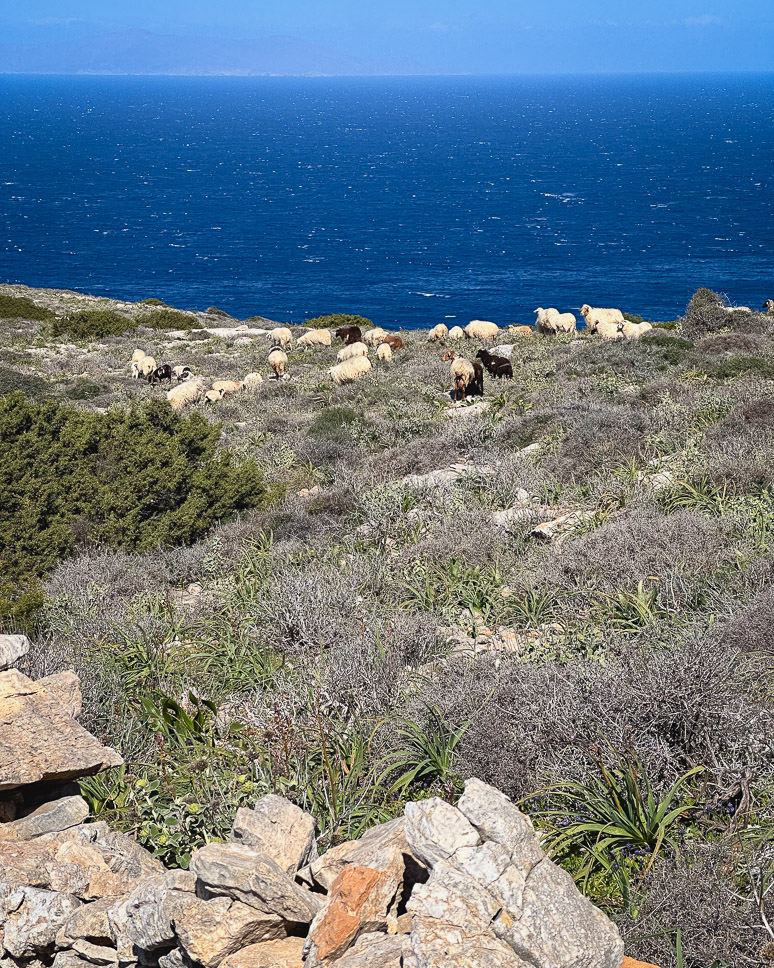 A herd of sheep on the trail towards Agios Stefanos