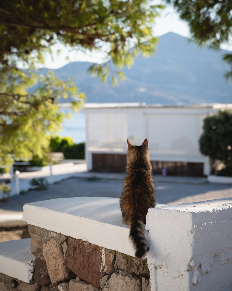 cat waiting for food in Klima in Milos