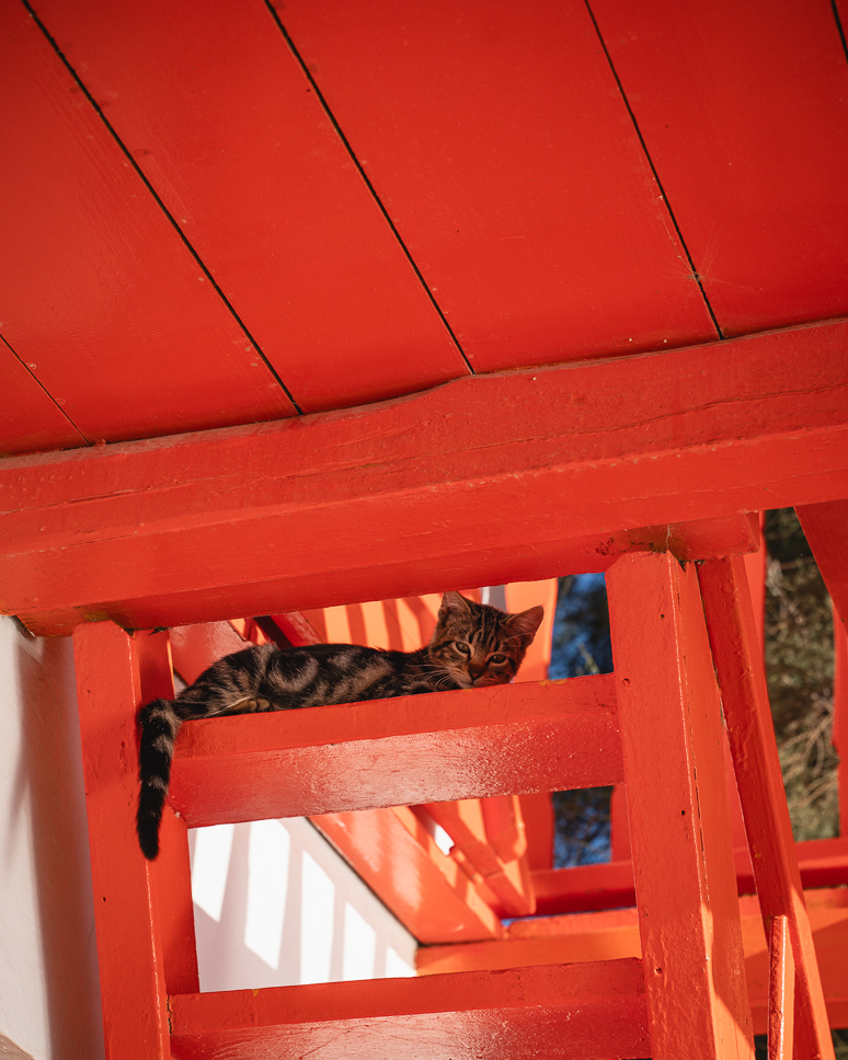 cat resting at one of the syrmata in Klima in Milos